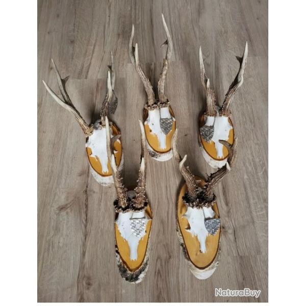 5 tr�s grands troph�es de brocards - tous avec m�daille d'argent -