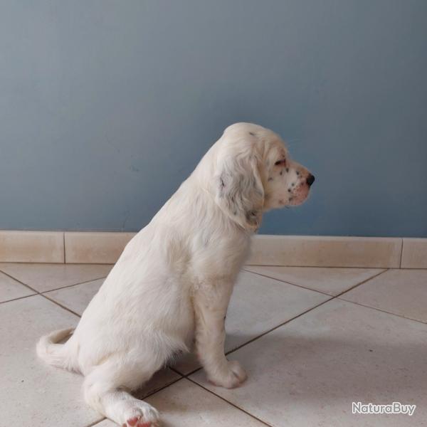 Vente chiots Setter Anglais M�le