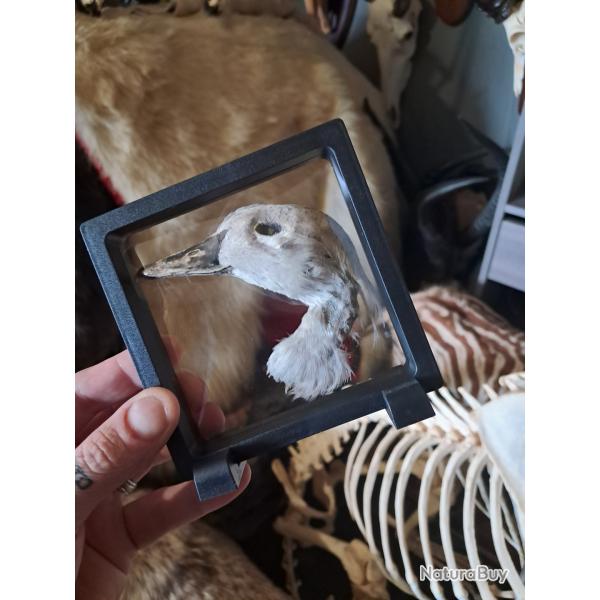 Tte d'oie prserve  sec dans cadre flottant