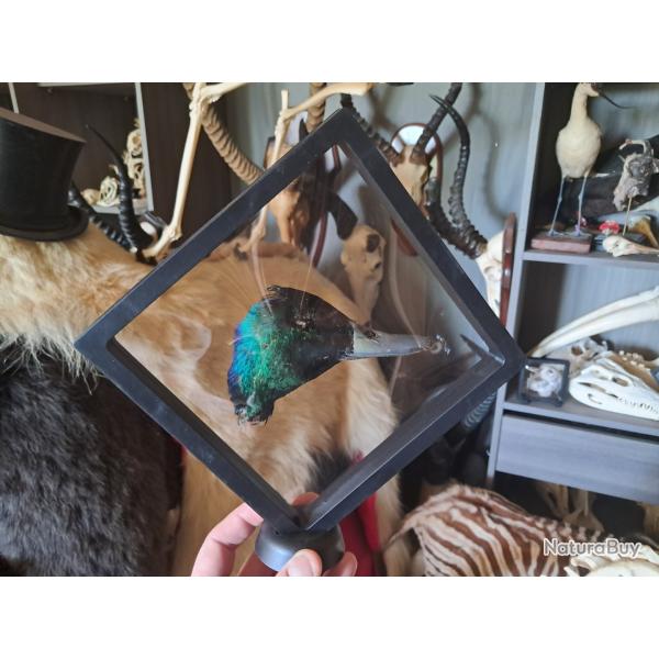 Tte de canard prserve  sec dans cadre flottant