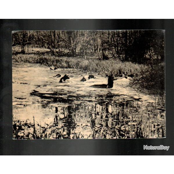 senlis la chasse � courre dans le valois,  chasse � courre, �quipage, v�nerie , cerfs