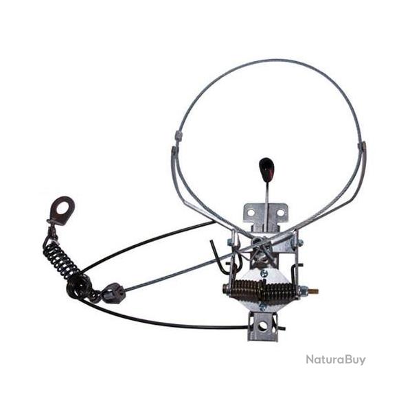 Pige  lacet pour renard Collarum