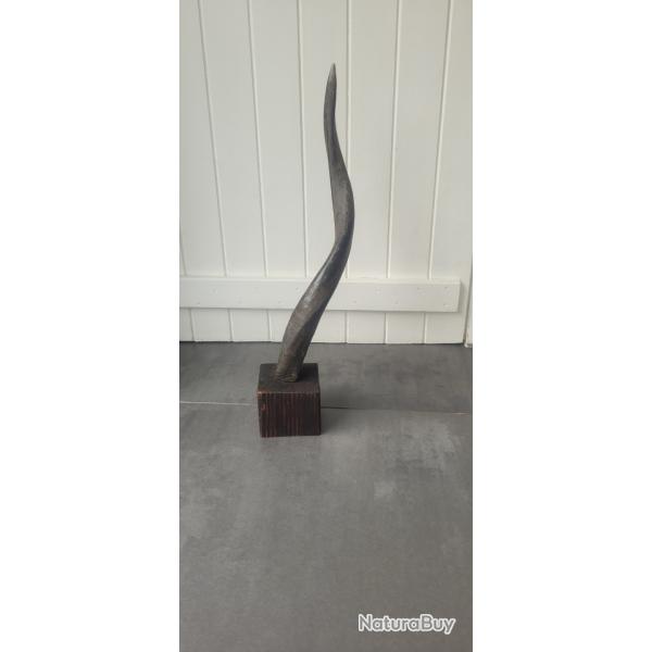 Corne de grand koudou