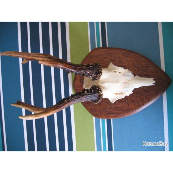 troph�e de chevreuil