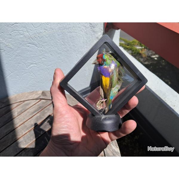 Ruficauda prserv  sec dans cadre flottant #6