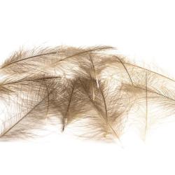 CUL DE CANARD SELECT Olive