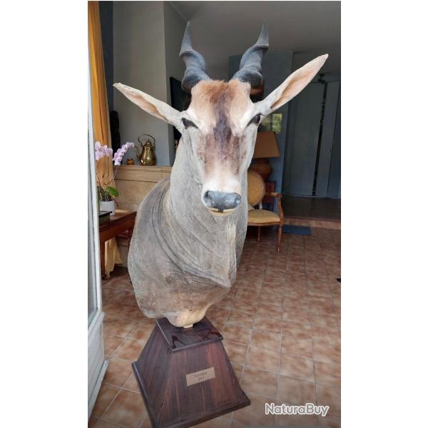 Exceptionnel Elan du Cap