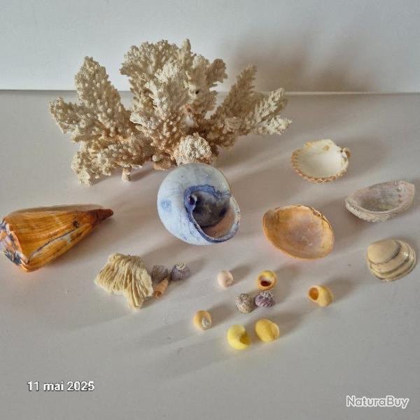 Grand arbre de corail buisson blanc de mer et quelques coquillages du monde entier