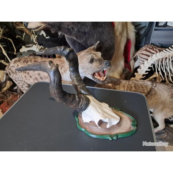 Troph�e de Bubale sur �cusson ; Alcelaphus buselaphus #3005