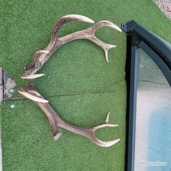 2 Paires De Bois De Cerf 6-8 Cors Environ 60 Cm - Pour Pièces Détachées