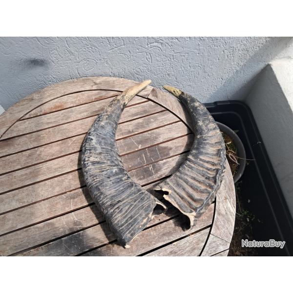 Rpliques de cornes de buffle d'eau ; Bubalus bubalis