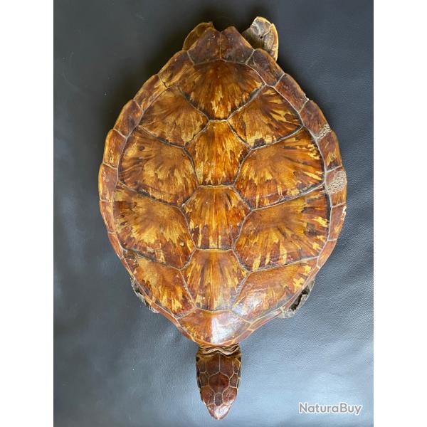 Taxidermie tortue 1930 naturalis�e