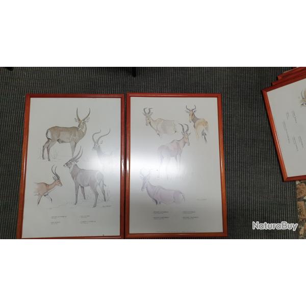 Set de 12 Illustrations Roland Ward /Clare Abbot complet