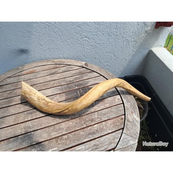 Corne de grand koudou ; Tragelaphus strepsiceros ; noyau osseux #3005