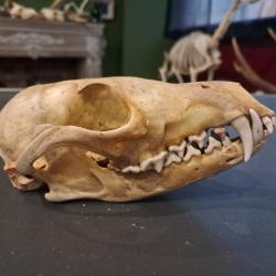 Cr&acirc;ne de renard roux Europ&eacute;en ; Vulpes vulpes #L4K5