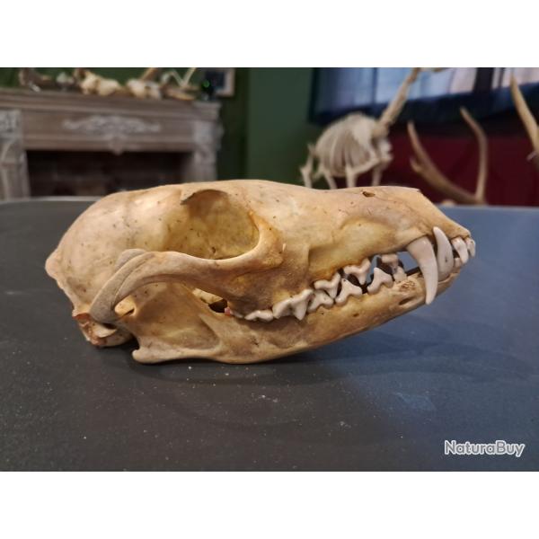 Cr�ne de renard roux Europ�en ; Vulpes vulpes #L4K5