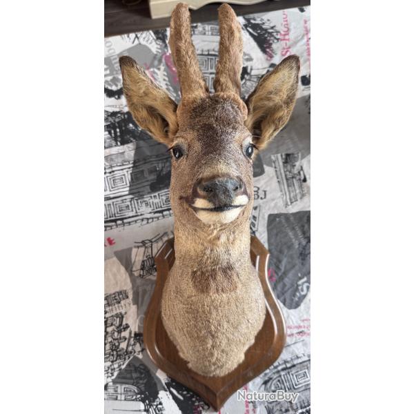 Troph�e - magnifique t�te de chevreuil m�le naturalis�e.