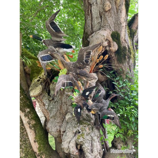 Taxidermie, collection priv�e, couple de colvert, et de sarcelles