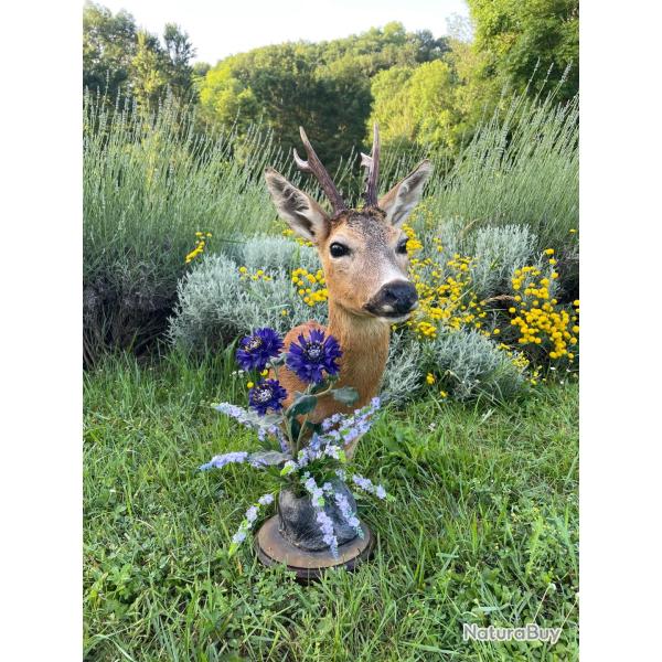 Taxidermiste, collection priv�e, brocard en pi�destal avec d�cor