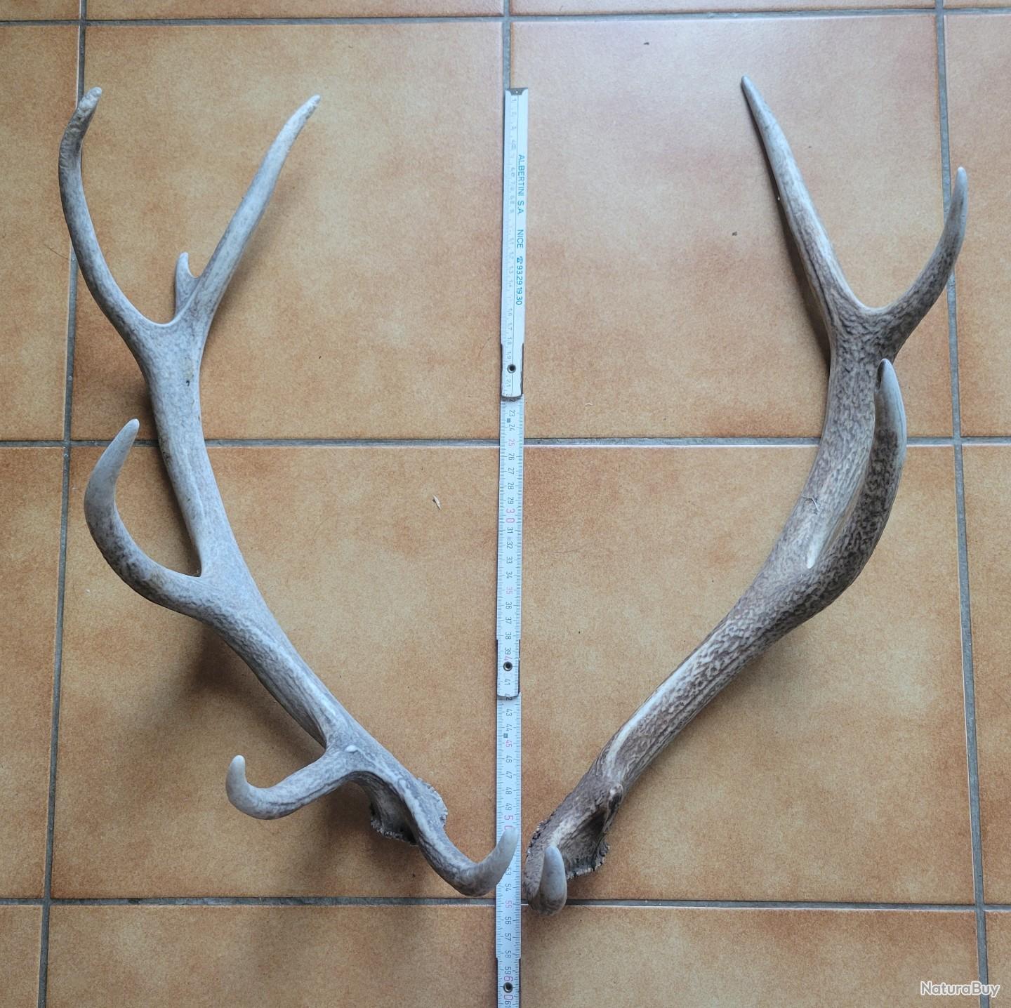 2 Paires De Bois De Cerf 6-8 Cors Environ 60 Cm - Pour Pièces Détachées