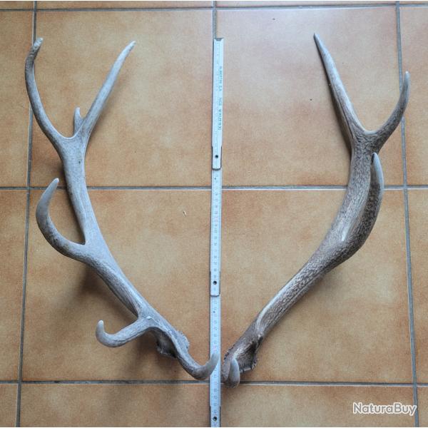 Paire de bois de cerf 12 cors de taille moyenne