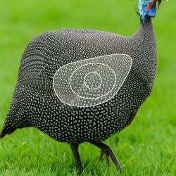 Blason 2D Ital Espanso Pintade