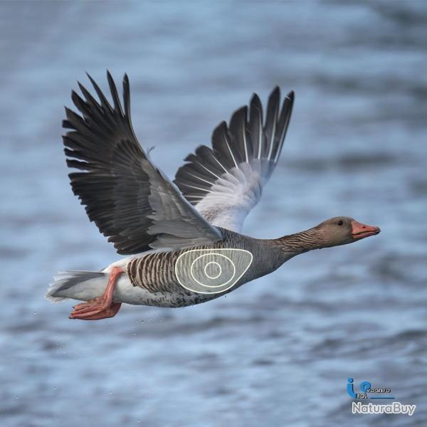 Blason 2D Ital Espanso Oie