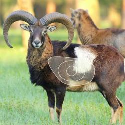 Blason 2D Ital Espanso Mouflon