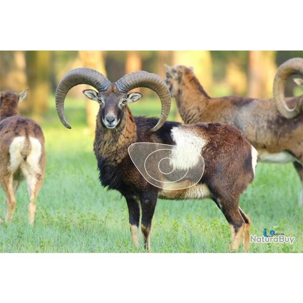 Blason 2D Ital Espanso Mouflon