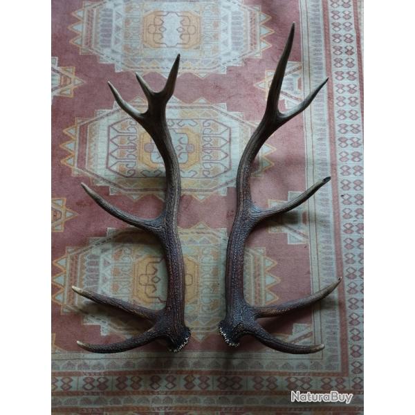BELLE GROSSE PAIRE BOIS DE CERF 12 CORS 80CM