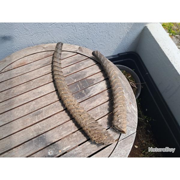 Lot de 2 cornes de Cobe defassa ; Waterbuck ; Kobus ellipsiprymnus defassa