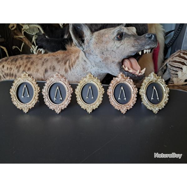 Cadre dco cabinet de curiosits (prix pour un cadre)