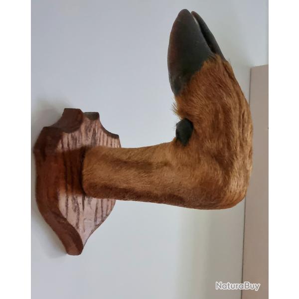 Patte de chevreuil 1954 ancien troph�e de chasse solognot taxidermie