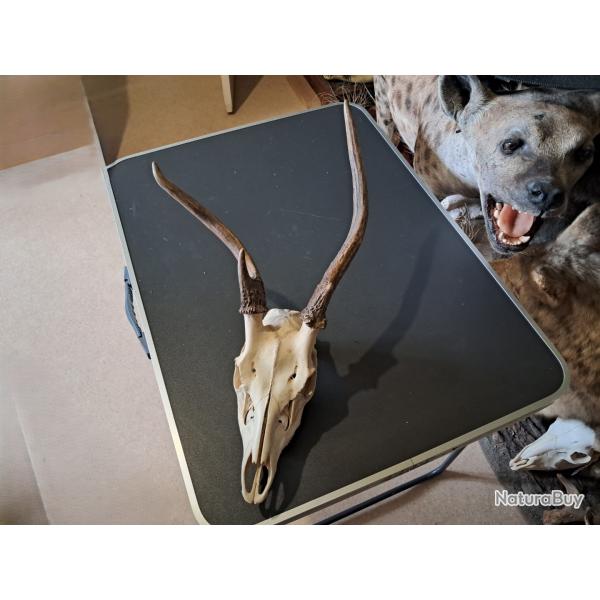 Cr�ne de cerf sika t�te bizarde ; Cervus nippon