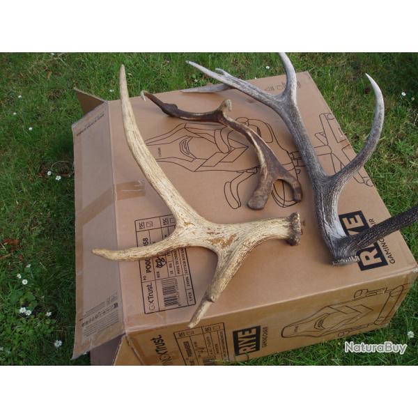 TROPHE DE CHASSE TROIS  BOIS DE CERF DAIM ou autres a CONFIRMER .Vendu dans l'etat a nettoyer .