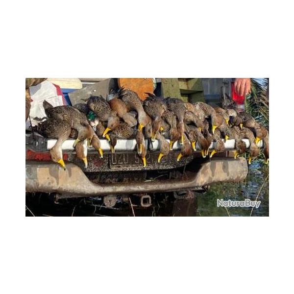 ARGENTINE - GIBIER D'EAU ET DE TERRE - PRES DE BUENOS AIRES