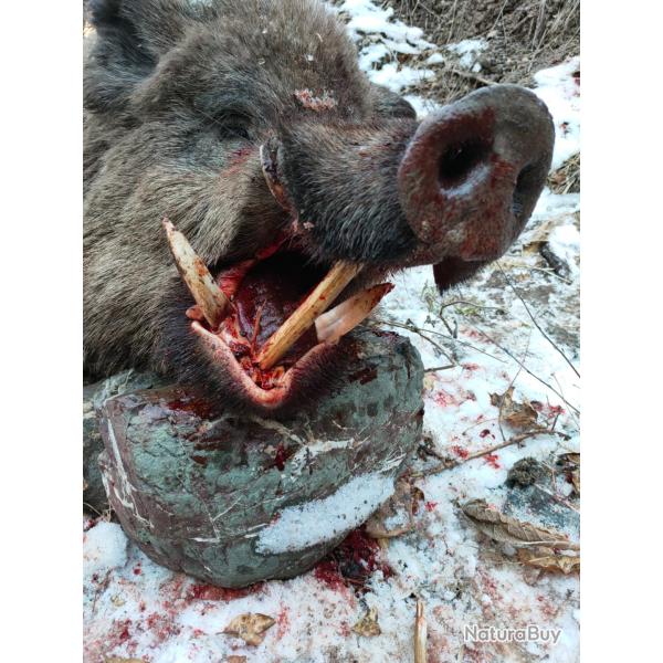 Chasse au sanglier au TADJIKISTAN