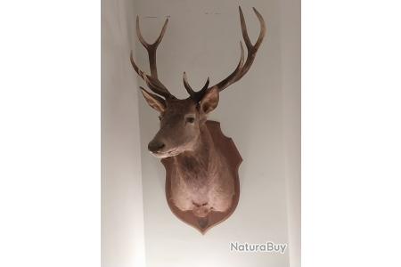 BOIS DE Cerf 14 Corps Grande Taille Trophée EUR 1.200,00 - FR