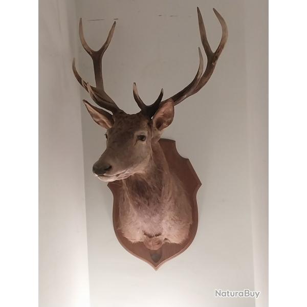 Troph�e de cerf, magnifique  12 irr�gulier (11 corps)