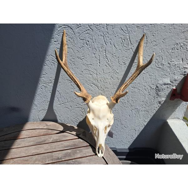 Crne de cerf Sika ; Cervus nippon #2