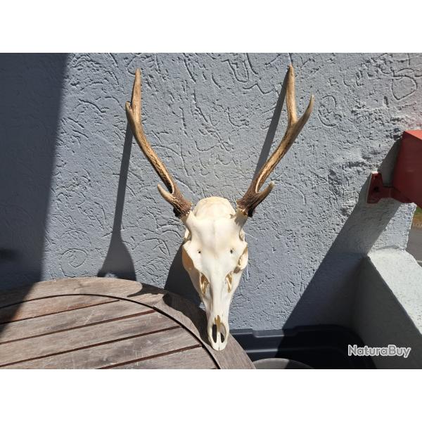 Crne de cerf Sika ; Cervus nippon #3