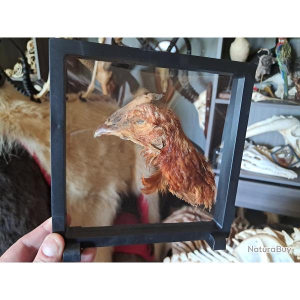 Tte de poule prserve  sec dans cadre flottant #3