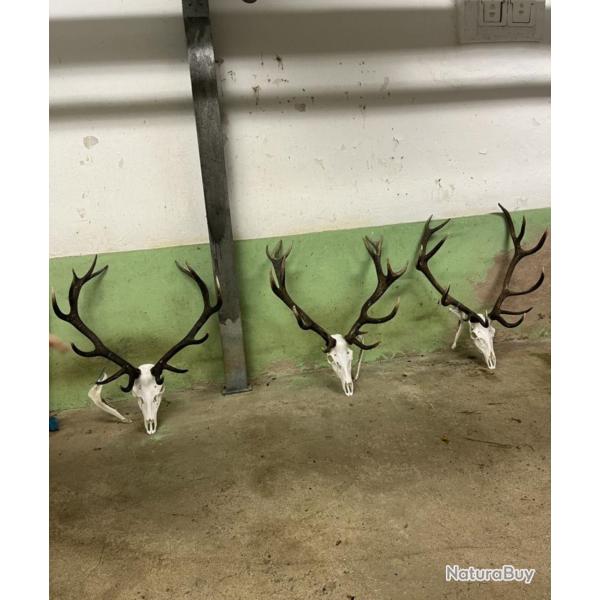 Grande collection de trophes de chasse Cerfs, brocards, sangliers, animaux d'Afrique