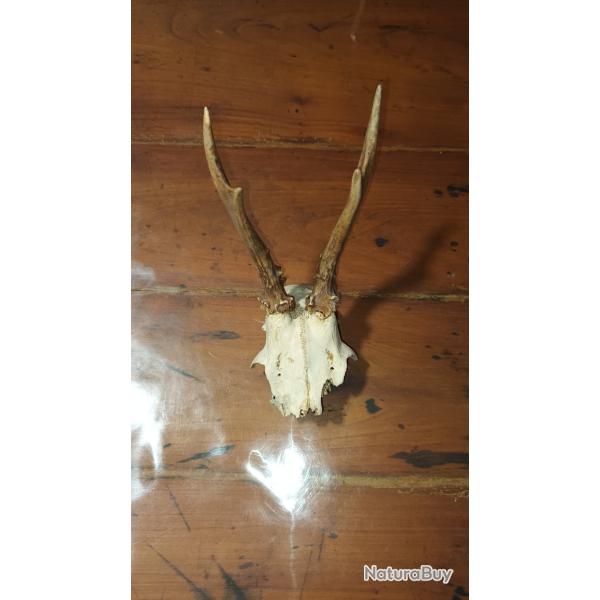 Massacre de chevreuil