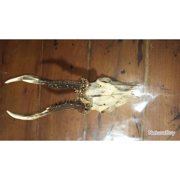 Massacre de chevreuil 2