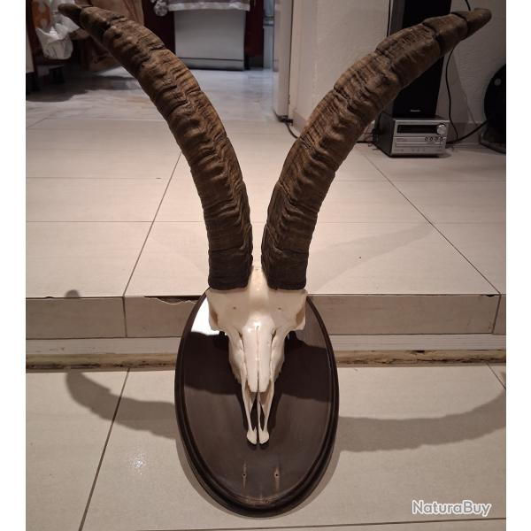 Manifique Bouquetin ibrique