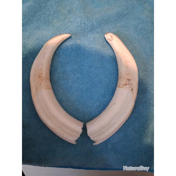 Befence de phacochres 23cm