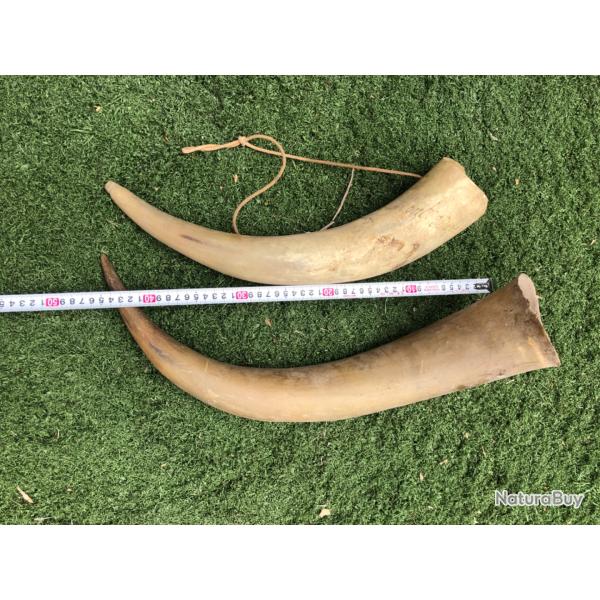 Corne de  boeuf
