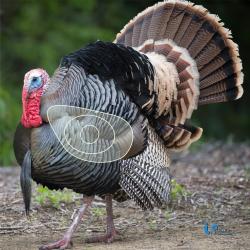 Blason 2D Ital Espanso Dinde