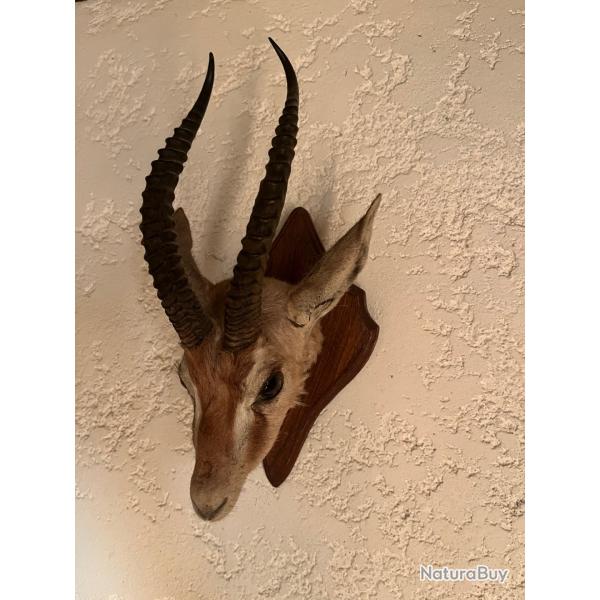 rare troph�e t�te de gazelle de Thomson naturalis�e en cape  parfait �tat  ann�es 1960
